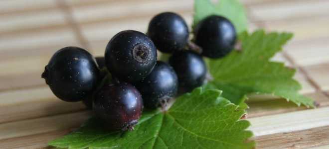 В мире европейского благородного оленя: тайны и загадки природы