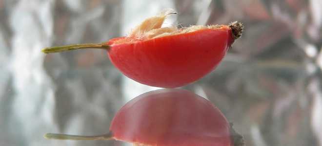 Чай из шиповника — природный иммуномодулятор для всей семьи