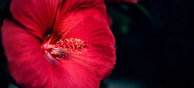 Тундровый лебедь: Величественный Странник Севера