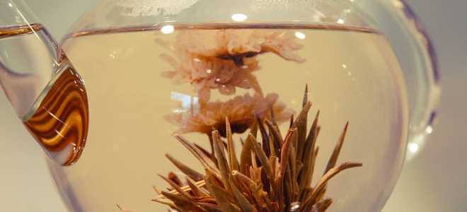 Вес африканского страуса: Удивительные факты о гиганте саванн