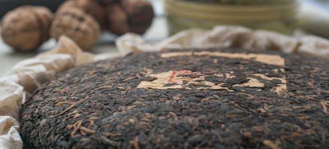 Удивительный мир муравьев: как содержать Camponotus ligniperda в домашних условиях