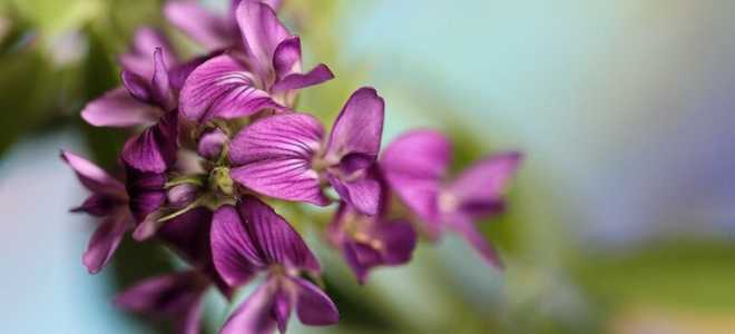 Медвежьи макаки: удивительное царство обезьян с их уникальными привычками и особенностями