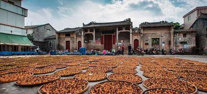 Сколько стоит живой аллигатор: загадочный мир экзотических питомцев