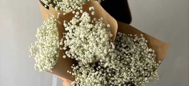 Королевский журавль: величие природы в каждом шаге