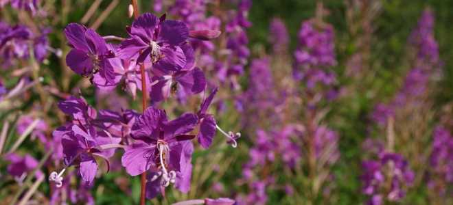 Что такое иван-чай и почему он снова в моде?