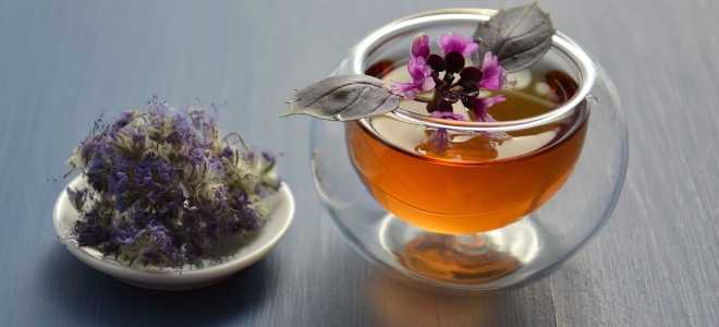 Диана: Загадочное существо из мира животных