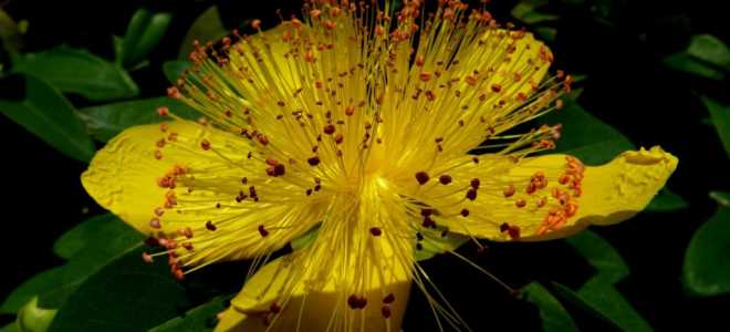 Почему чай со зверобоем называют «лекарством от 99 болезней» ?