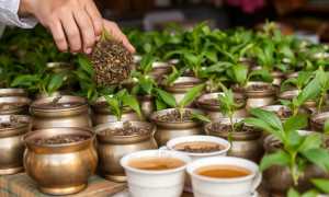 Чай оптом: как выбрать, закупить и продавать без лишних рисков