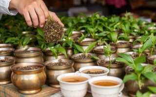 Чай оптом: как выбрать, закупить и продавать без лишних рисков