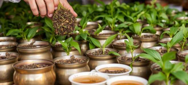 Чай оптом: как выбрать, закупить и продавать без лишних рисков