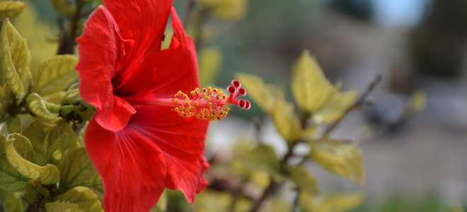 Австралийский певчий попугай: Музыка природы и его удивительный мир