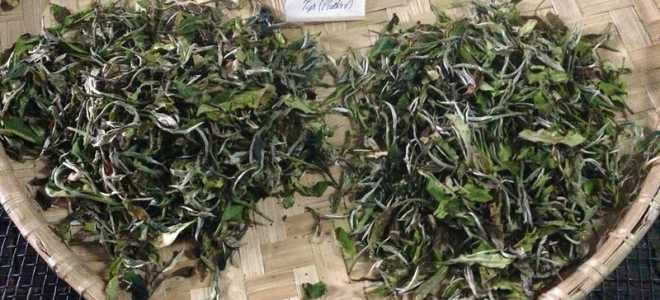 Элитный индийский чай «Дарджилинг» или «Чайное Шампанское»