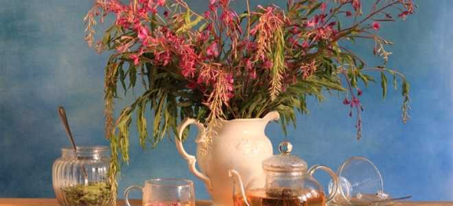 Чирок: Маленький, но неотразимый обитатель водоемов