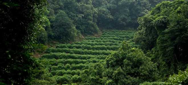 Живородящие гадюки: тайны материнства в мире рептилий