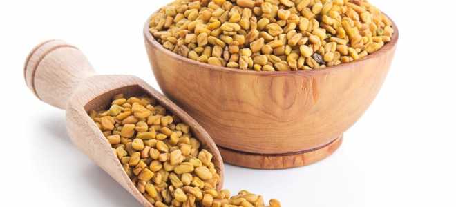 Египетский желтый чай «Хельба» — стоит дороже золота, почему?