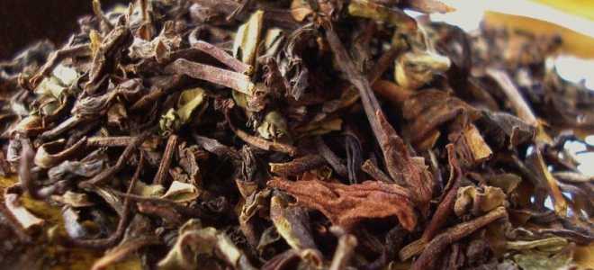 Австралийские квакши: удивительные существа с рожками на носу