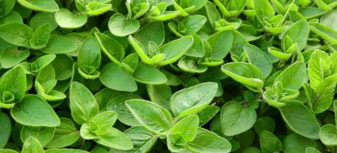 Пантеры: величественные хищники и их удивительные размеры