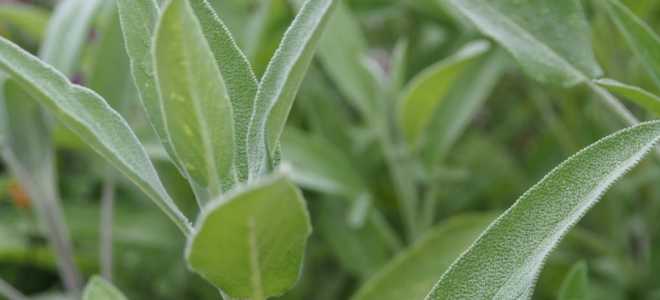 8 рецептов чая с шалфеем, после которых вы будете здоровы