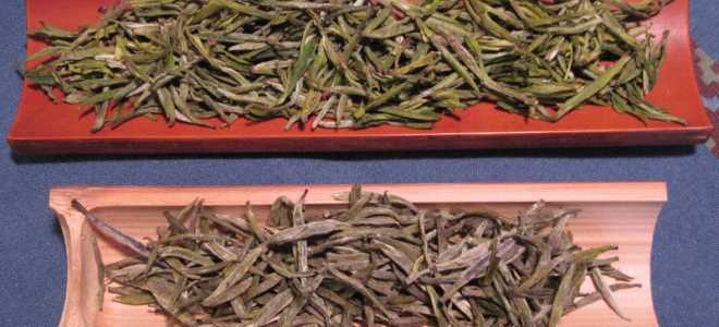 Тараканы-черепашки: забавные и удивительные создания нашего мира