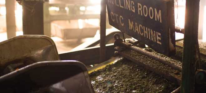 Камышовый кот: Неожиданные предпочтения в рационе дикой природы