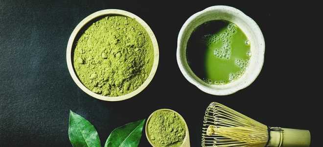 Пантера: величественная красавица природы и ее размеры