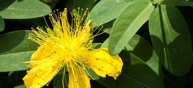 Траурный геккон: загадочный обитатель ночи