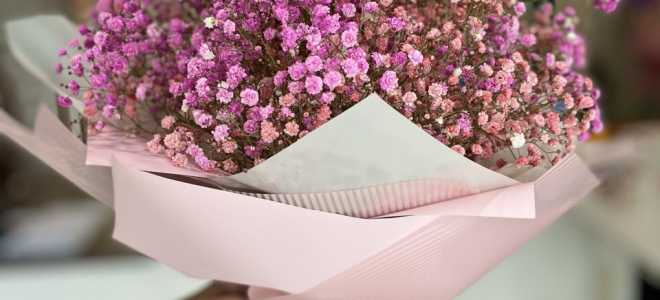 Гипсофилы в подарок: красота, которая зацветет в сердце