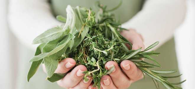 Пленительные тайны дианы: загадочная красавица мира животных