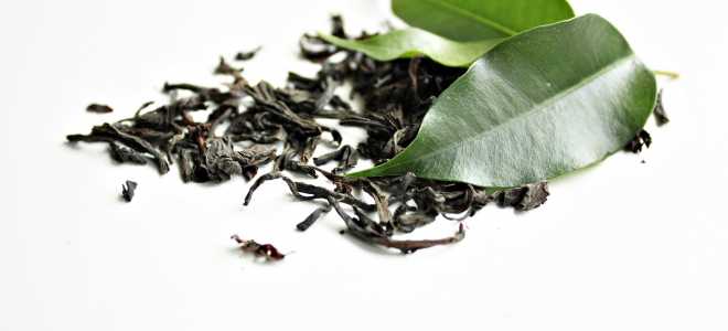 Императорские пингвины: чем питаются эти удивительные создания?