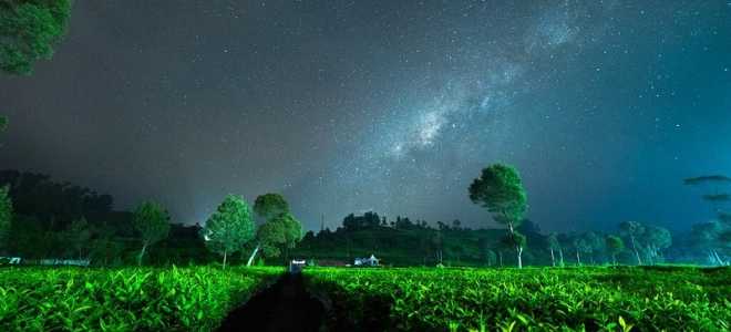 Загадочный мир нанду: удивительные факты о далеком родственнике страуса
