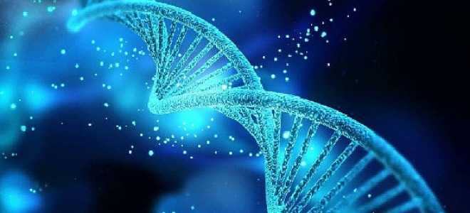 Макаки резусы: загадочные обитатели индийских джунглей