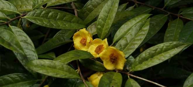 Окраска прыткой ящерицы: тайны цвета и их значение