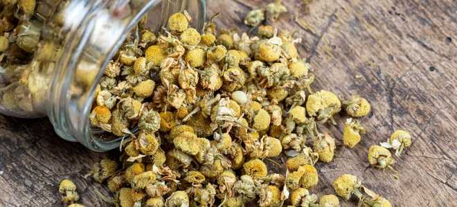 Песец: Небольшой сибирский волк с весом, о котором стоит знать!