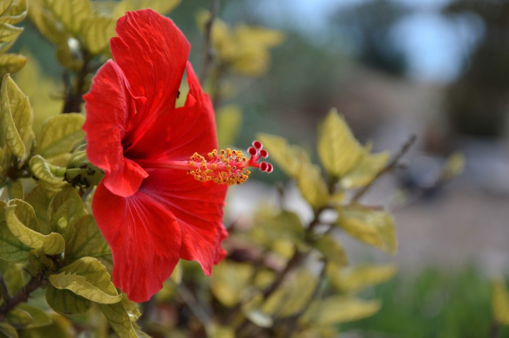 Цветок Гибискуса (суданская роза)