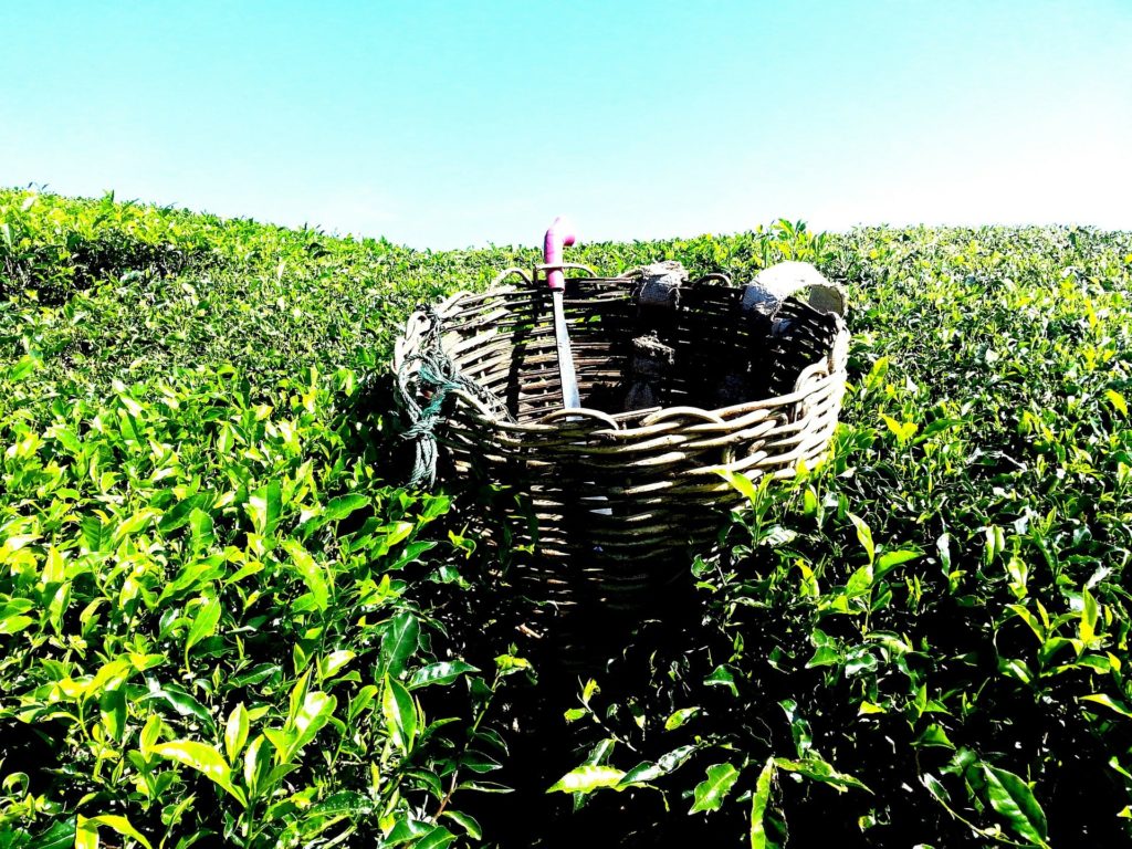 Чайная плантация