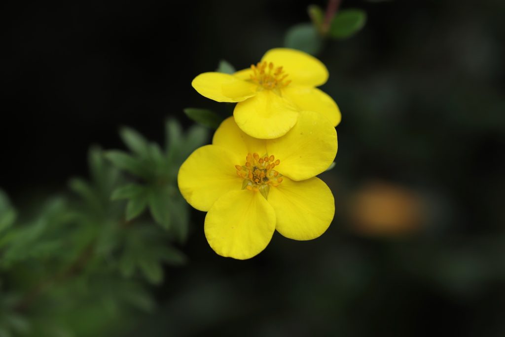 Цветы Лапчатки желтые