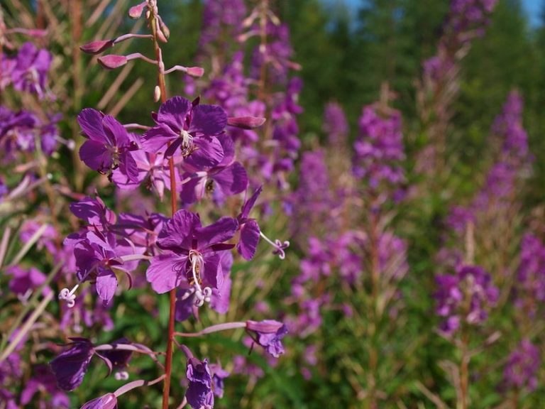 Иван чай: лечебные свойства и противопоказания